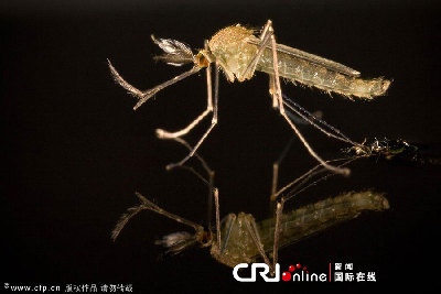 英國(guó)一工作室拍攝蚊子孵化場(chǎng)景(高清組圖)