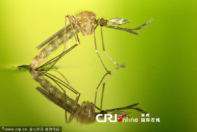 英國(guó)一工作室拍攝蚊子孵化場(chǎng)景(高清組圖)