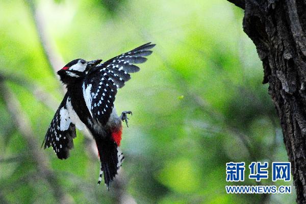 大斑啄木鳥的“愛情故事”