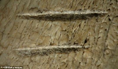 340萬年前骨化石驚現刻鑿痕跡 人類使用石器提前80萬年