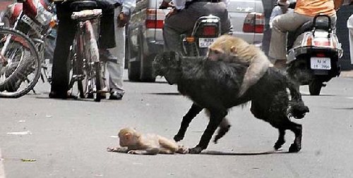 印度街頭猴媽媽犬口救子 母愛力量感動網友