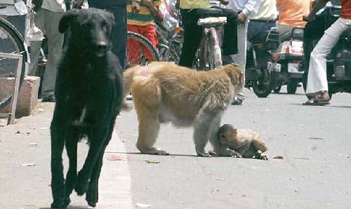 印度街頭猴媽媽犬口救子 母愛力量感動網友