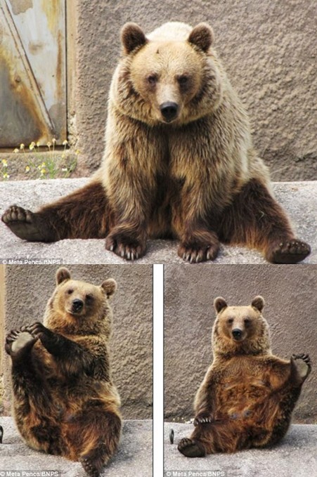 芬蘭動物園棕熊做瑜伽 舒展筋骨逗人發(fā)笑
