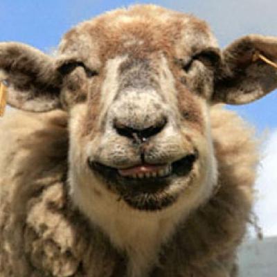 圖：誰說動物不會笑？歡喜表情堪比人