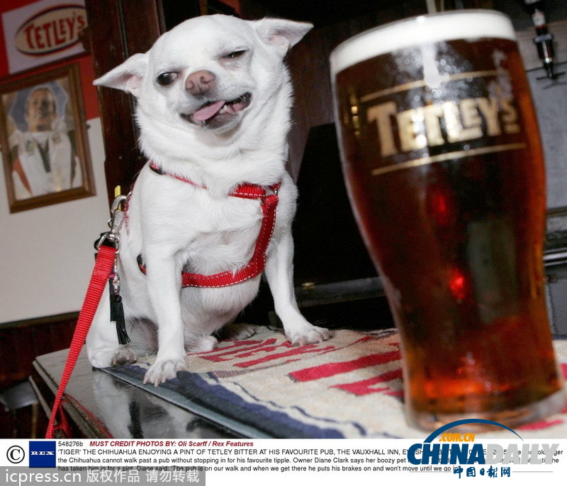 緊隨慕尼黑啤酒節 盤點動物界中酒漢子