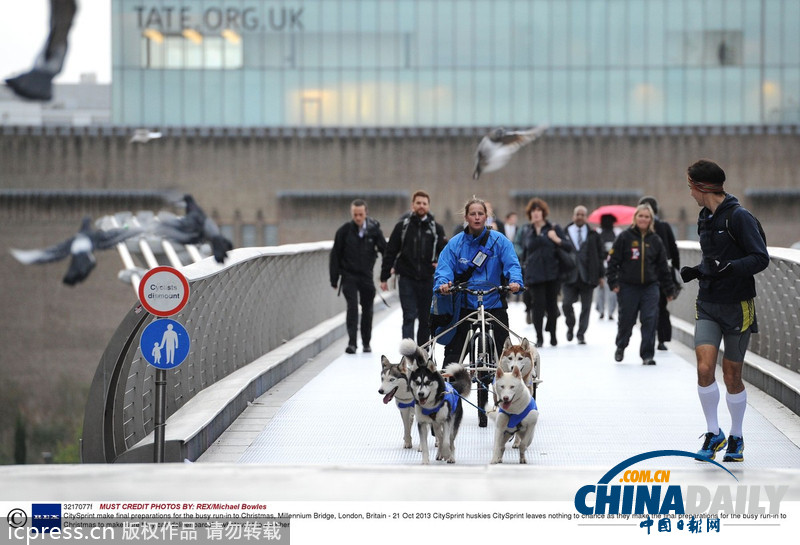 備戰圣誕季 英國快遞公司演練狗拉雪橇送包裹(高清組圖)