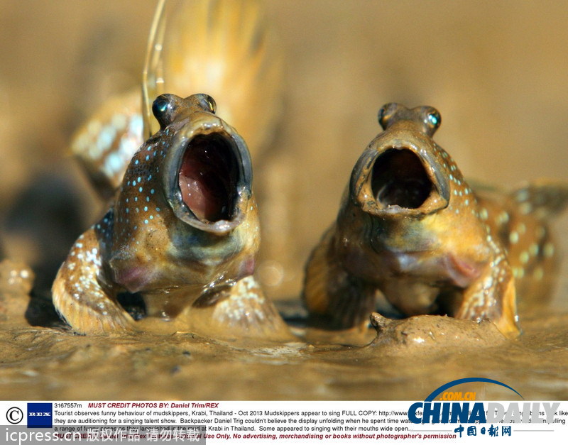 泰國(guó)彈涂魚(yú)放聲高歌 泥巴地里開(kāi)合唱