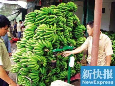 香蕉致癌謠言致粵瓊蕉農(nóng)損失7億元