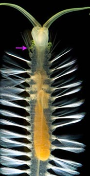 美科學家發現奇異海洋生物 能發射“炸彈”自衛