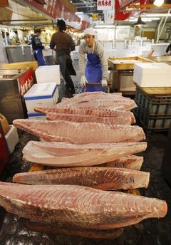 大西洋藍鰭金槍魚禁捕令未在聯合國獲得通過