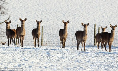 歐洲多國圣誕節遭遇強降雪 陸空交通困難旅客受罪