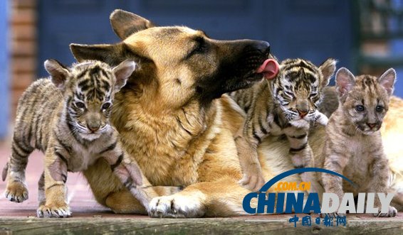治愈系組圖：可愛動物們的跨物種感情