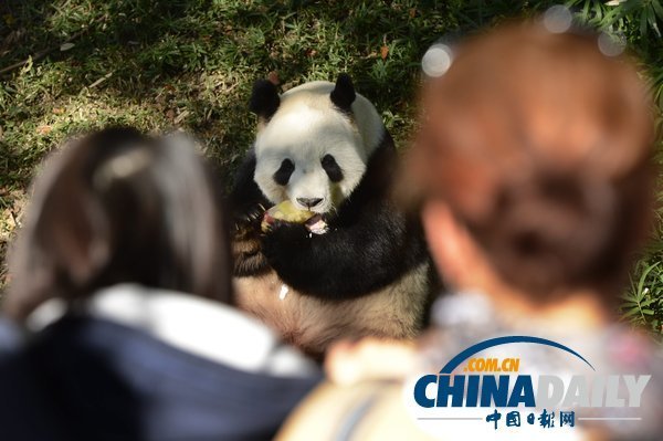 美國(guó)華盛頓一動(dòng)物園重開(kāi) 大熊貓“添添”可愛(ài)亮相（組圖）