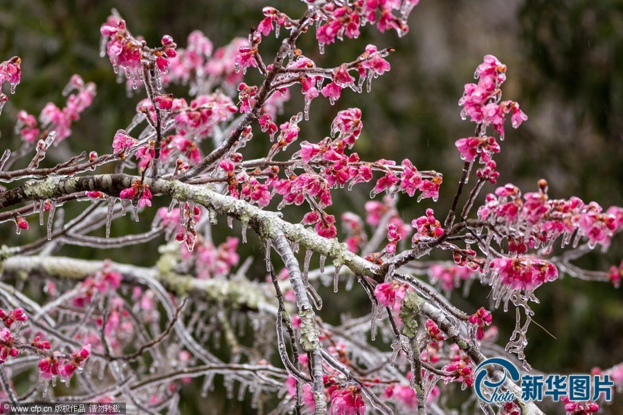 美國(guó)南部遭遇災(zāi)難性暴風(fēng)雪：大雪厚冰前所未有