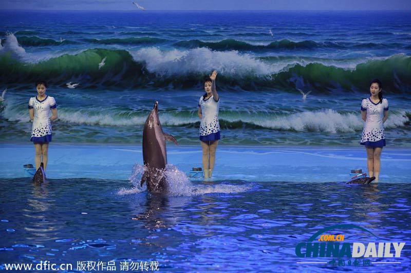 朝鮮民眾觀看海豚表演