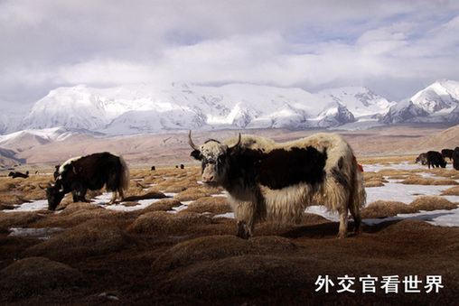 神秘的帕米爾高原組圖－4雪山和耗牛（優秀獎）