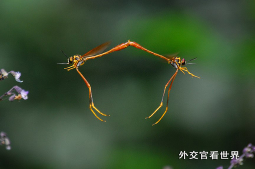 天仙配——交配中的姬蜂（二等獎(jiǎng)）