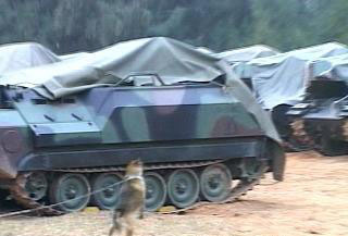 金門臺(tái)軍裁員兵不敷用 軍犬站哨守戰(zhàn)車
