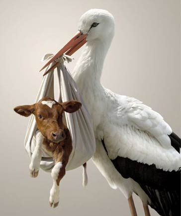 動(dòng)物搞怪圖