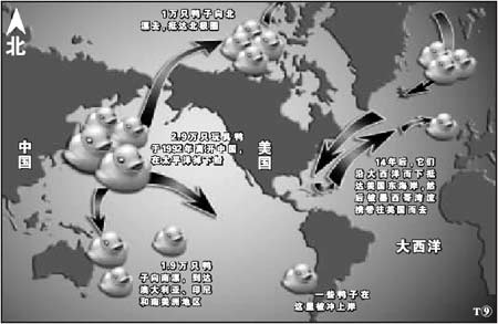 中國玩具鴨海上漂流14年將抵英國(圖)