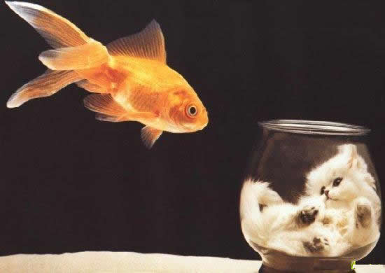 金魚的夢想