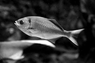 科學家破解古怪謎題:金魚會不會放屁?