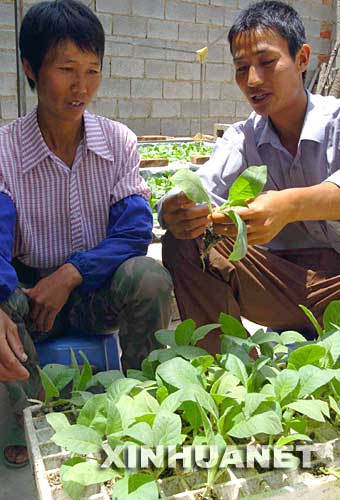 2005年5月20日,云南峨山彝族自治縣小街鎮(zhèn)興旺村的彝族黨員、農(nóng)業(yè)技術(shù)員普孝富(右)在給村里的彝族婦女普梅琴講授烤煙病蟲害的防治技術(shù)。地處云南省中部的峨山彝族自治縣成立于1951年5月,是我國(guó)第一個(gè)彝族自治縣。近年來,當(dāng)?shù)卣龑?dǎo)群眾按照市場(chǎng)需求搞起了良種畜牧養(yǎng)殖和茶葉、水果種植,經(jīng)濟(jì)不斷發(fā)展。全縣基本實(shí)現(xiàn)了家家通電、通自來水,適齡兒童入學(xué)率已達(dá)100%。 新華社發(fā)