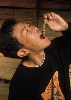 食物短缺歐盟盯上昆蟲 10年內或廣泛養殖和食用