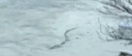 冰島百年水怪今日終現身?盤點幽藍世界詭異“怪獸”