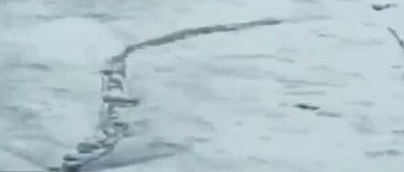 冰島百年水怪今日終現身?盤點幽藍世界詭異“怪獸”