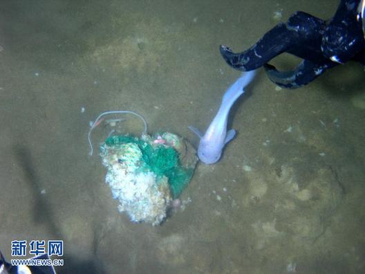 “蛟龍”號在7062米海底發現多種生物