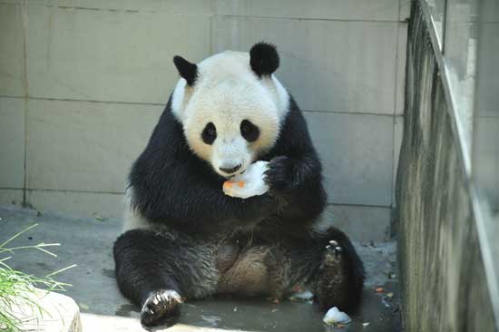 福州高溫 熊貓消暑不忘賣萌