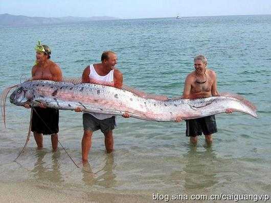 花蓮11人捕獲4米長地震魚 重59千克