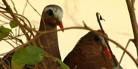 鳥類各種叫聲啥意思?英國鳥類專家微博開講