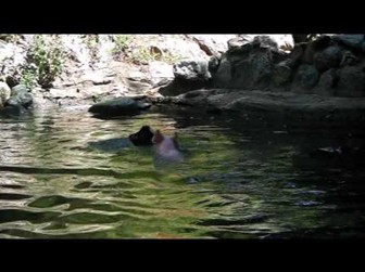 “奶媽狗”后又現“英雄豬” 勇救落水羊網絡走紅