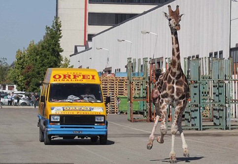組圖:意大利馬戲團(tuán)長(zhǎng)頸鹿逃跑 逍遙上街忙壞警察