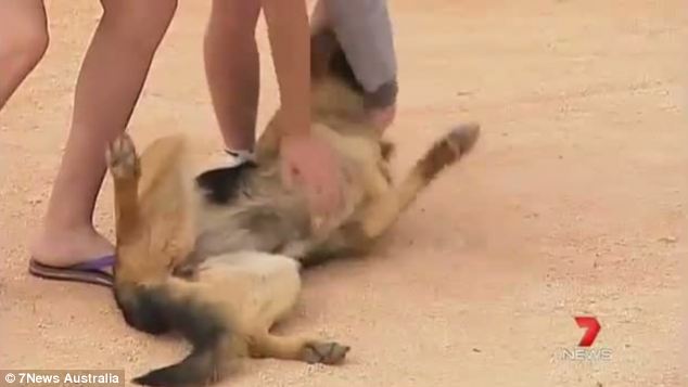 澳幼童雷雨天迷失叢林 忠犬守護14小時終得救