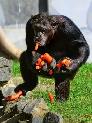 組圖：攝影師抓拍德國(guó)動(dòng)物園黑猩猩偷食胡蘿卜