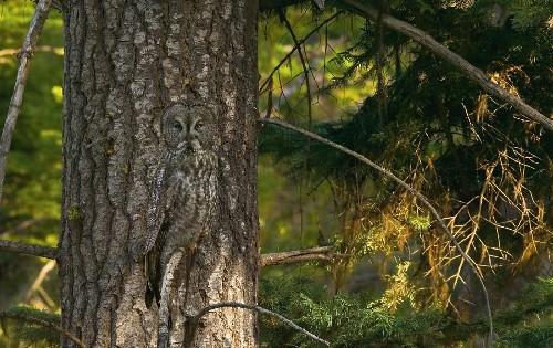 動物界的易容高手 你能找到它們嗎？