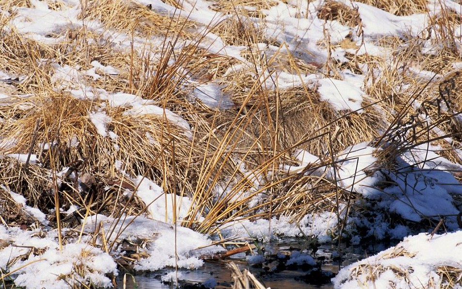 鸚鵡化身樹(shù)葉、松雞變身雪堆 美攝影師揭秘動(dòng)物界的易容高手