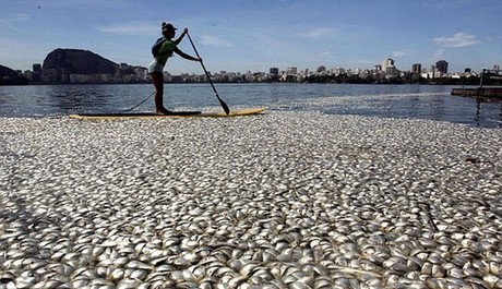 巴西奧運會賽艇場地驚現(xiàn)65噸死魚 或因缺氧所致