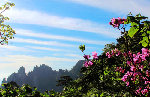 黃山杜鵑:群峰萬仞一點紅