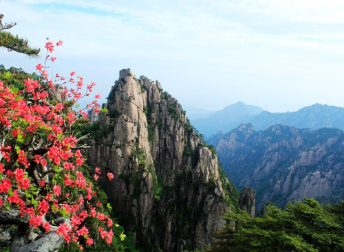 黃山杜鵑:群峰萬仞一點紅