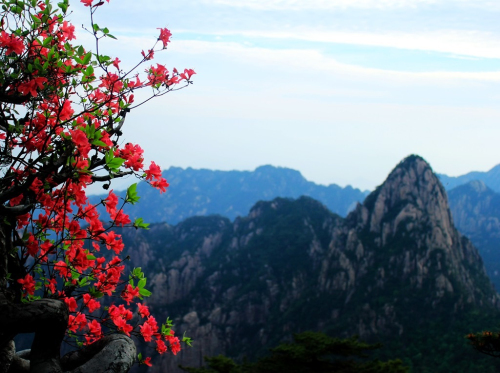 黃山杜鵑:群峰萬仞一點紅