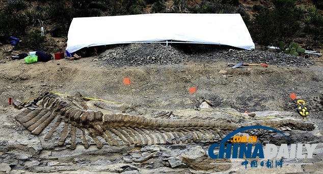 墨西哥沙漠發現罕見恐龍尾巴化石 距今7200萬年