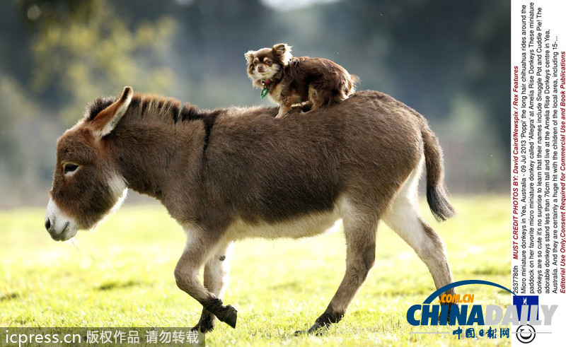 偷懶不分種族 瞧瞧動物界的“搭便車”現象