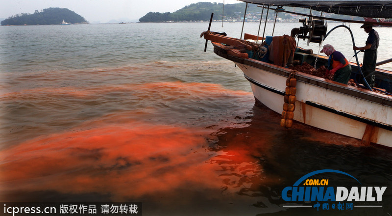 韓國赤潮致死魚成堆 漁民投黃土應對（高清組圖）