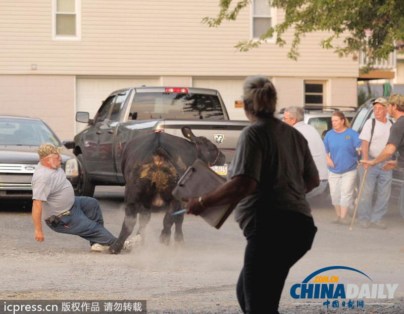 美國農(nóng)場(chǎng)秀公牛脫韁逃跑撞倒一名男子
