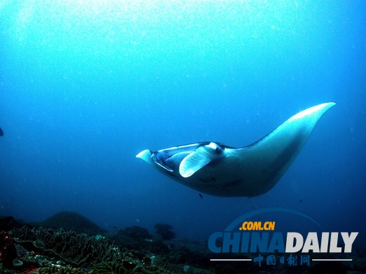 玩在印尼:巴厘島潛水傻瓜指南(組圖)