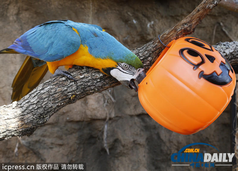 搞笑動物萬圣節 南瓜誘惑難抵擋